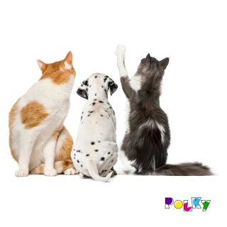 Kamarádíš s kočkama i se psama? Tak si je nažehli na triko. Můžeš buď velký nebo malý. #pes #dalmatin #kočka #Nazehlovacky...